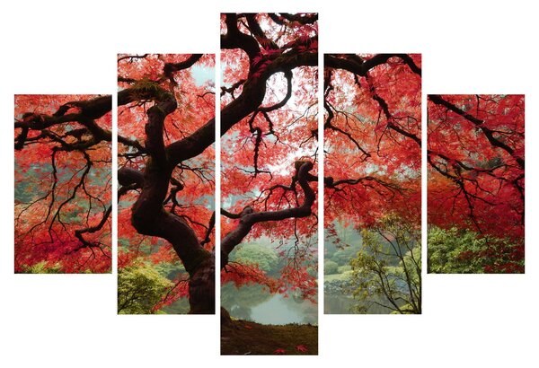 Obraz červeného japonského javora, Portland, Oregon (150x105 cm)