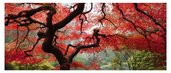 Obraz červeného japonského javora, Portland, Oregon (120x50 cm)