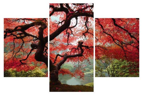 Obraz červeného japonského javora, Portland, Oregon (90x60 cm)