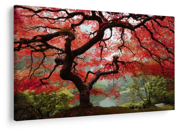 Obraz červeného japonského javora, Portland, Oregon (90x60 cm)