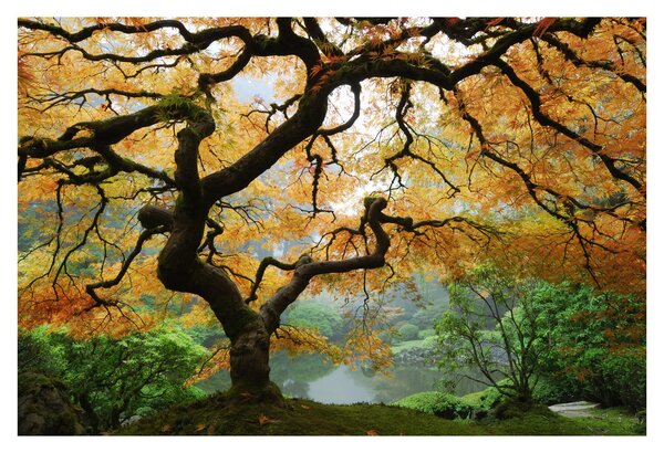 Obraz žltého japonského javora, Portland, Oregon (90x60 cm)
