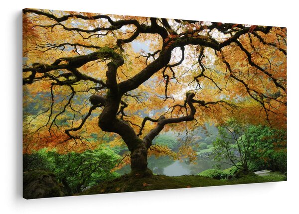 Obraz žltého japonského javora, Portland, Oregon (90x60 cm)