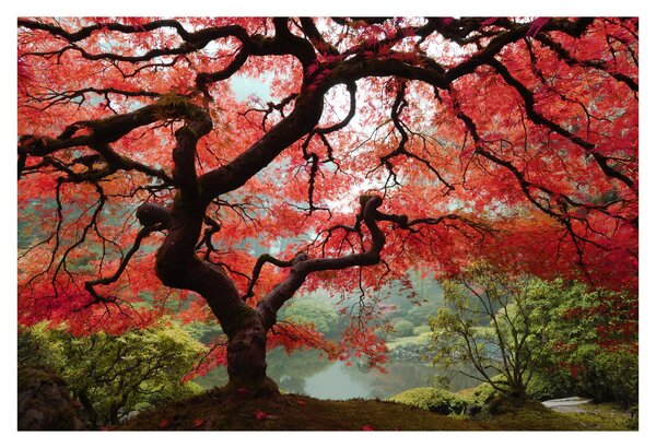 Obraz červeného japonského javora, Portland, Oregon (90x60 cm)