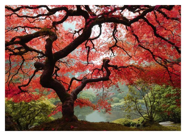 Obraz červeného japonského javora, Portland, Oregon (70x50 cm)