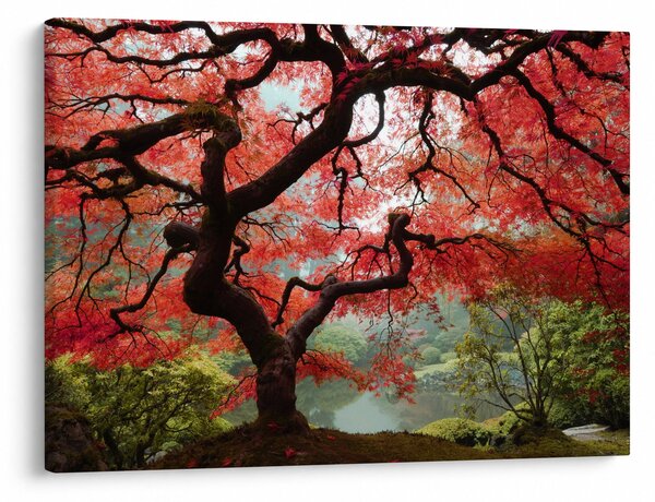 Obraz červeného japonského javora, Portland, Oregon (70x50 cm)