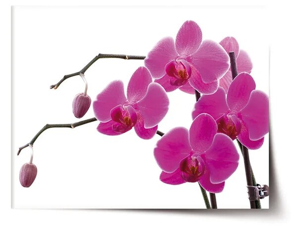 Sablio Plagát Fialové orchidey - 60x40 cm