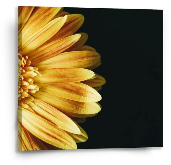 Sablio Obraz Žltá gerbera - 50x50 cm