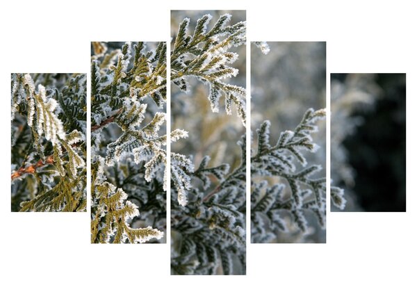 Obraz - Detail vetvy (150x105 cm)