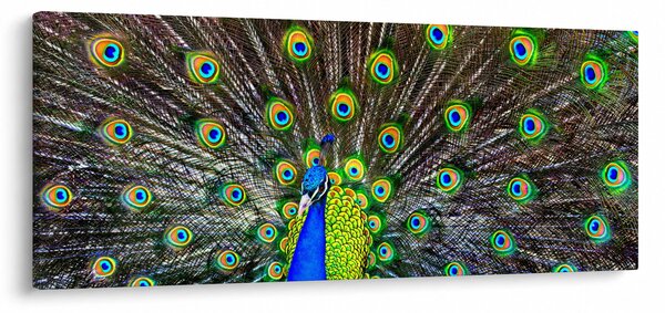 Obraz - Páv (120x50 cm)