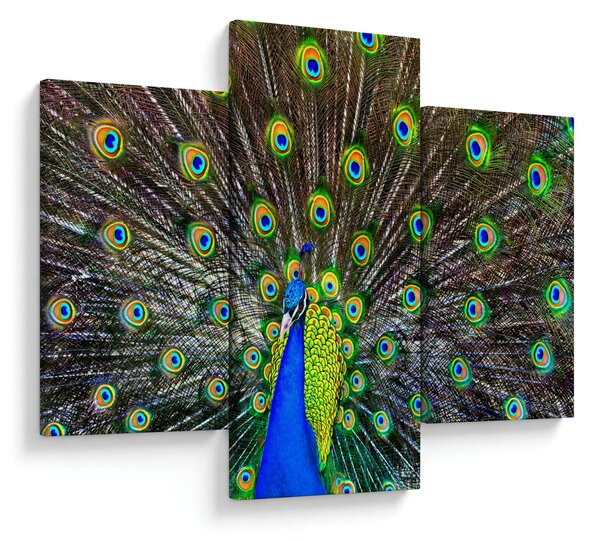 Obraz - Páv (90x60 cm)