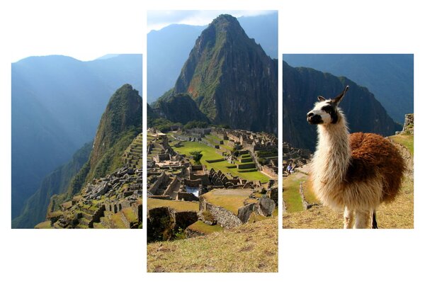 Obrázok - Lama a Machu Picchu (90x60 cm)