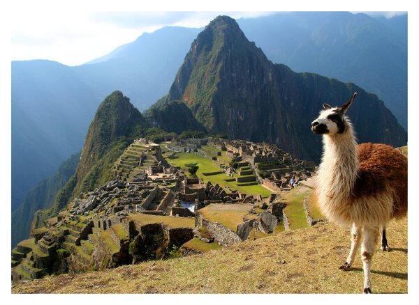 Obrázok - Lama a Machu Picchu (70x50 cm)