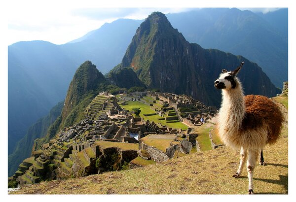 Obrázok - Lama a Machu Picchu (90x60 cm)