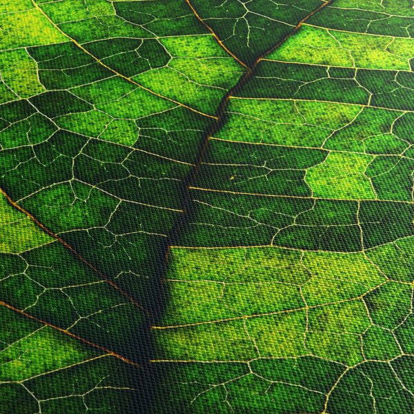 Obraz - Detail hárku (90x60 cm)