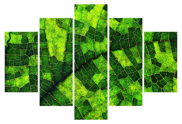 Obraz - Detail hárku (150x105 cm)