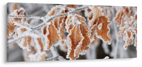 Obraz - Zamrznuté listy (120x50 cm)
