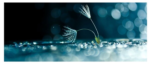 Obraz - Makro (120x50 cm)
