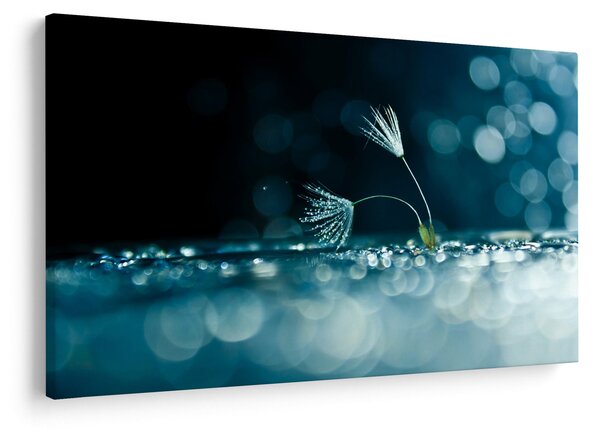 Obraz - Makro (90x60 cm)