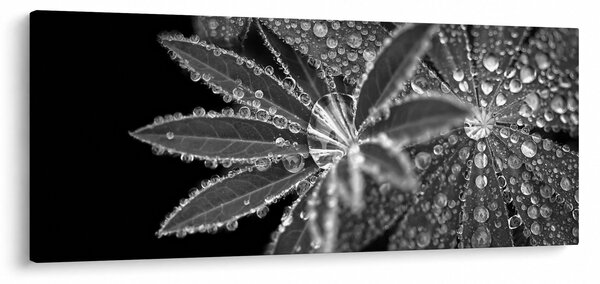 Obraz - Listy s kvapkami (120x50 cm)