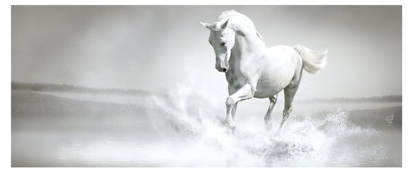 Obraz - Biely kôň (120x50 cm)