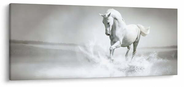 Obraz - Biely kôň (120x50 cm)