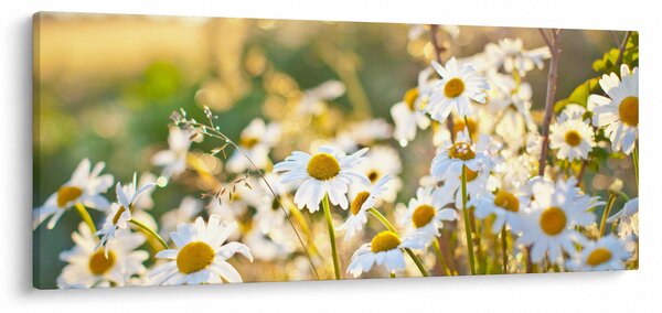 Obraz - Margaréta (120x50 cm)