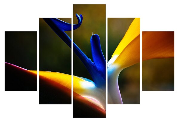 Obraz - Exotický kvet (150x105 cm)