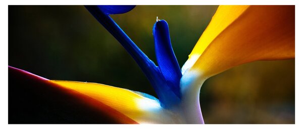 Obraz - Exotický kvet (120x50 cm)