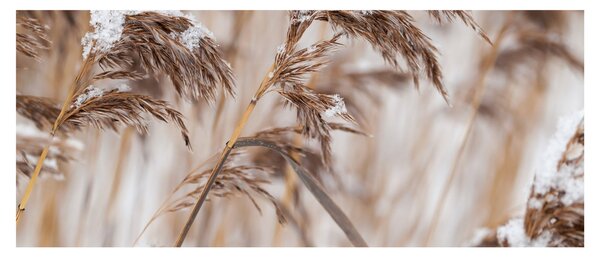 Obraz - Lipnica (120x50 cm)