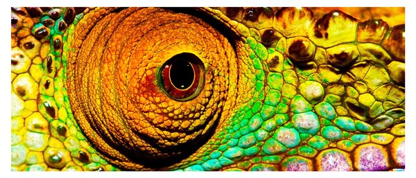 Obraz - Chameleon (120x50 cm)