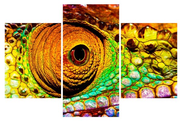 Obraz - Chameleon (90x60 cm)