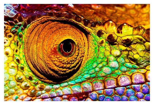 Obraz - Chameleon (90x60 cm)