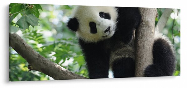 Obraz - Panda na strome (120x50 cm)