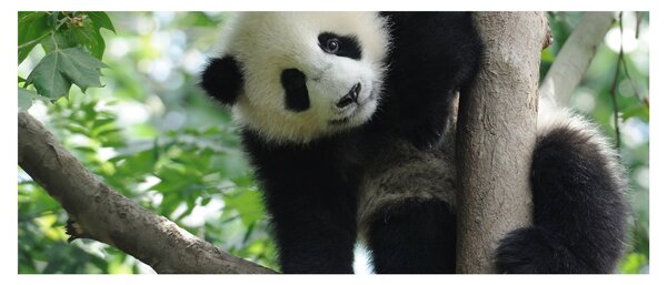 Obraz - Panda na strome (120x50 cm)