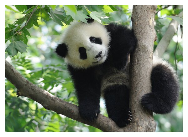 Obraz - Panda na strome (70x50 cm)