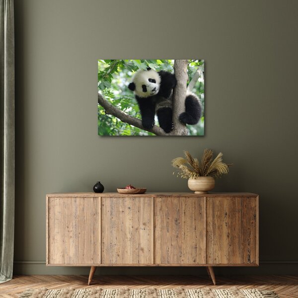 Obraz - Panda na strome (70x50 cm)