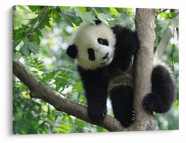 Obraz - Panda na strome (70x50 cm)