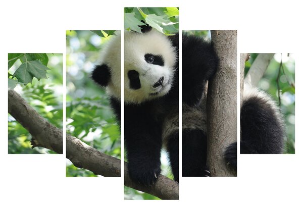 Obraz - Panda na strome (150x105 cm)