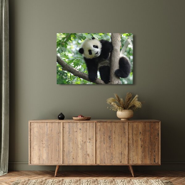 Obraz - Panda na strome (90x60 cm)