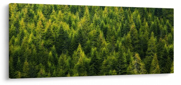 Obraz - Hustý les (120x50 cm)