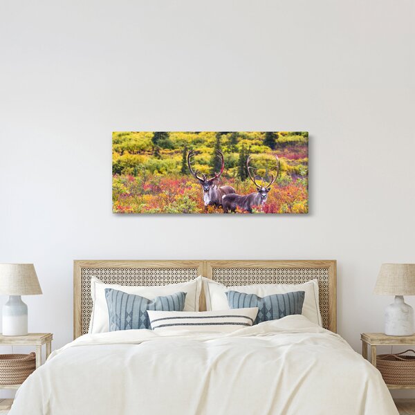 Obraz - Karibu na Aljaške (120x50 cm)