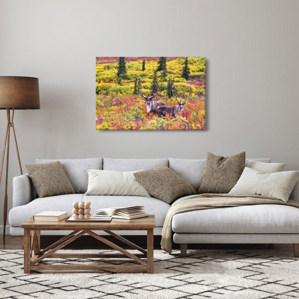 Obraz - Karibu na Aljaške (90x60 cm)