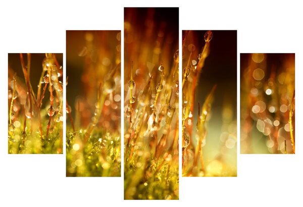 Obraz - Detail rosy (150x105 cm)