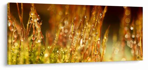 Obraz - Detail rosy (120x50 cm)