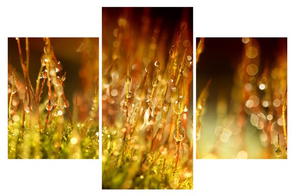 Obraz - Detail rosy (90x60 cm)