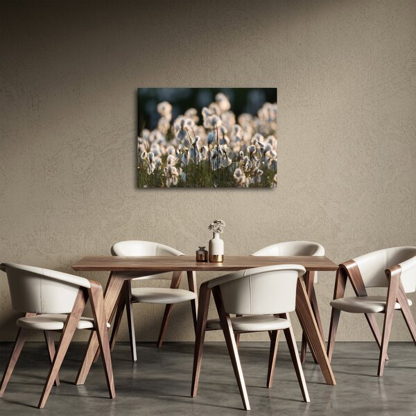 Obraz - Biely páperník (70x50 cm)