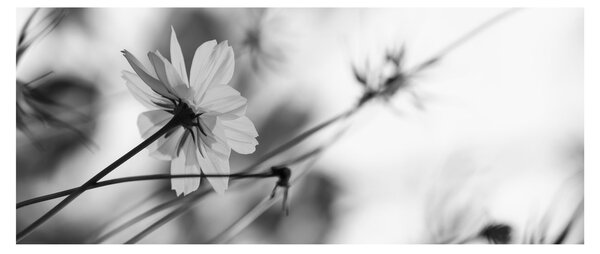 Obraz - Čiernobiele kvety (120x50 cm)