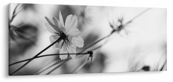 Obraz - Čiernobiele kvety (120x50 cm)