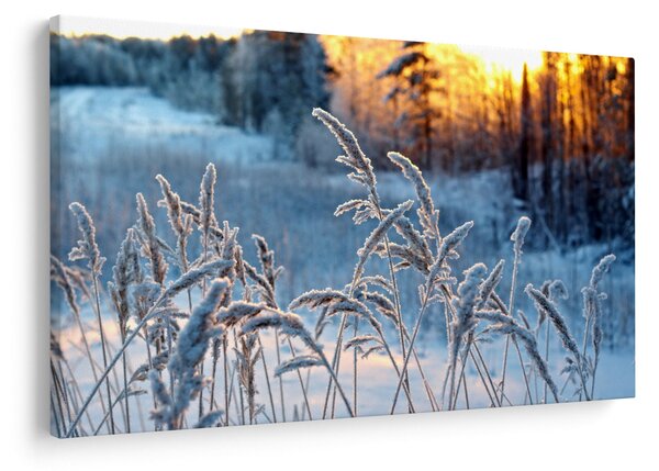 Obraz - Zimná lúka (90x60 cm)