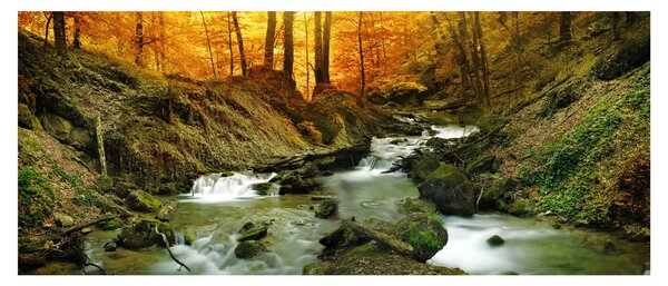 Obraz - Les (120x50 cm)